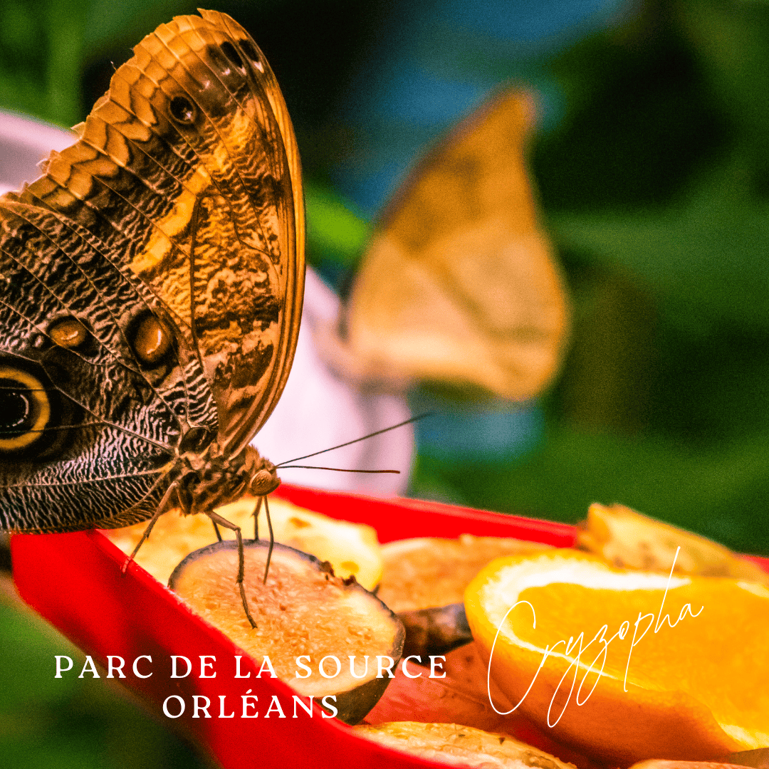 Orange Minimalist Photo Polaroid Hello Autumn Instagram Post (39)