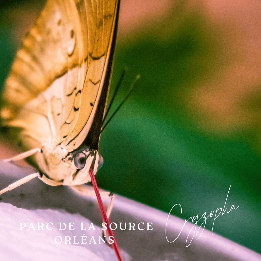 Orange Minimalist Photo Polaroid Hello Autumn Instagram Post (40)